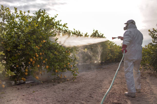 Best Best Pest Control Companies  in Rio Bravo, TX