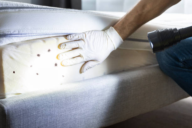 Best Pest Prevention Services  in Rio Bravo, TX