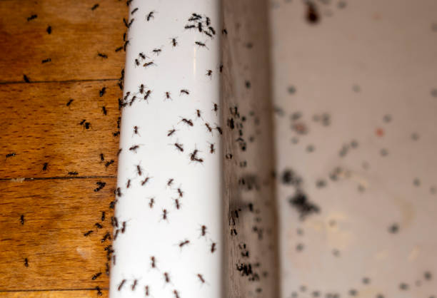 Best Spider Control Near Me  in Rio Bravo, TX